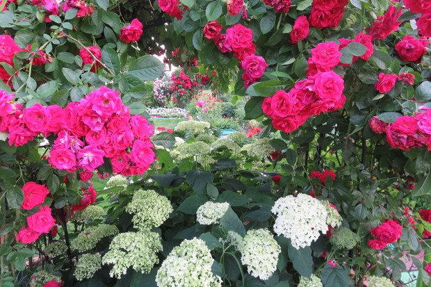 Uwielbiam duet hortensji z różami.