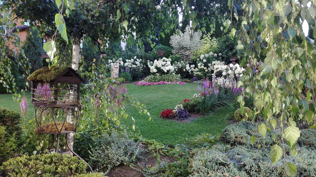 W cieniu brzózki stołówka dla ptaków.