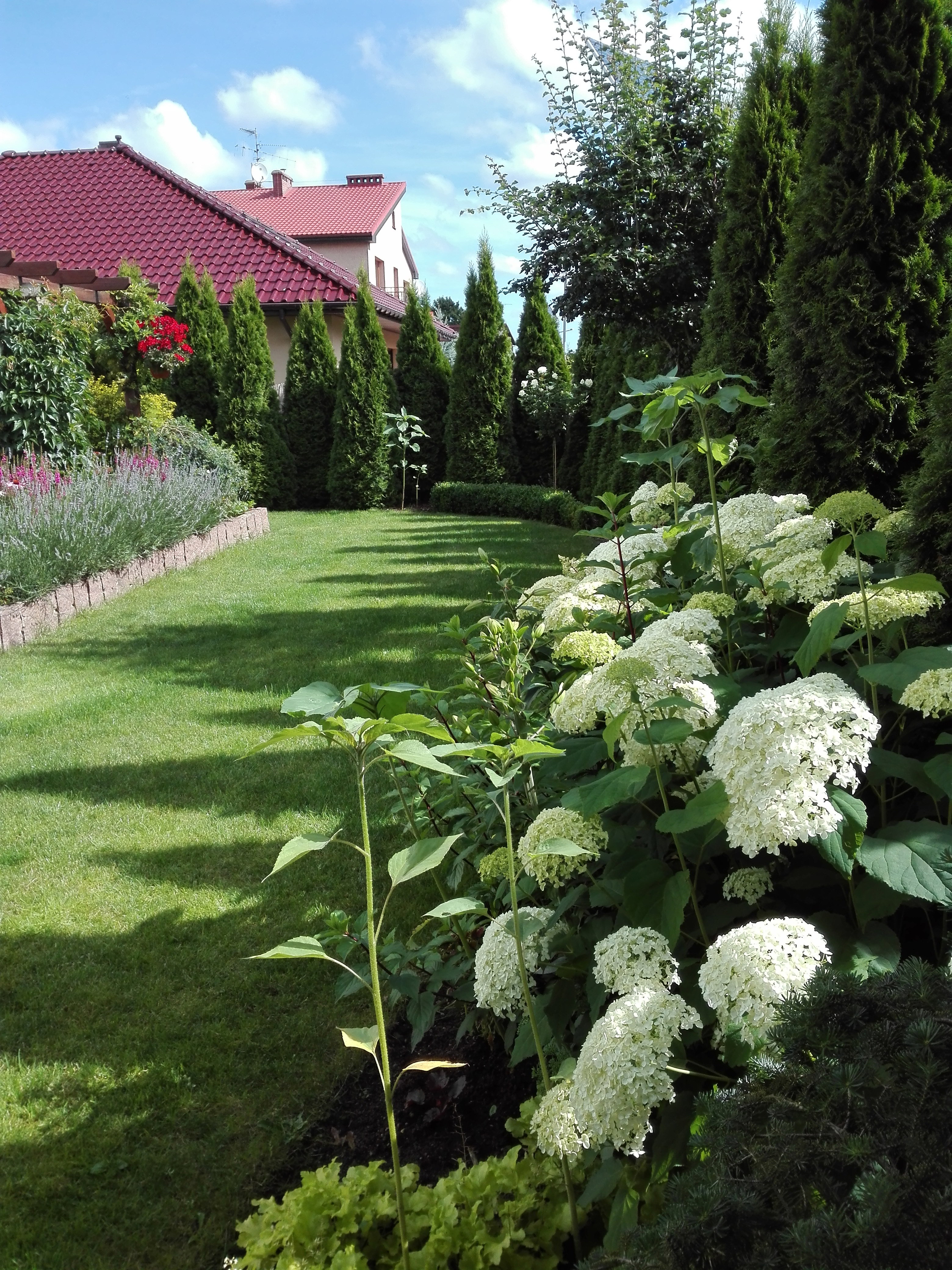 W półcieniu rzucanym przez naszego dęba pięknie rosną hortensje.