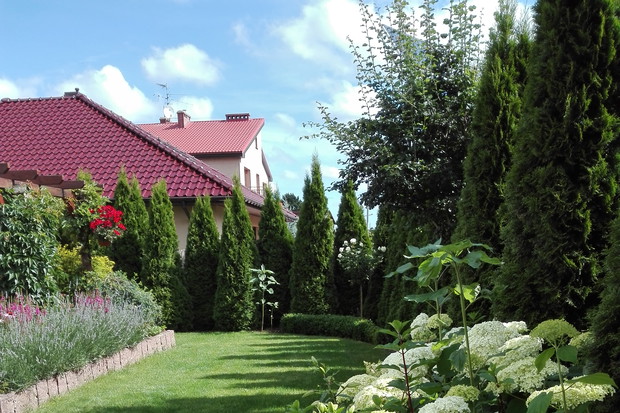 W półcieniu rzucanym przez naszego dęba pięknie rosną hortensje.