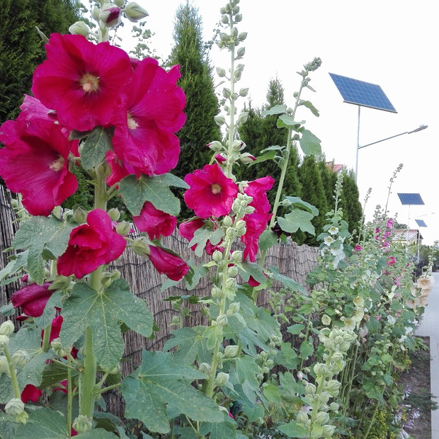 W przedogródku pysznią się malwy.