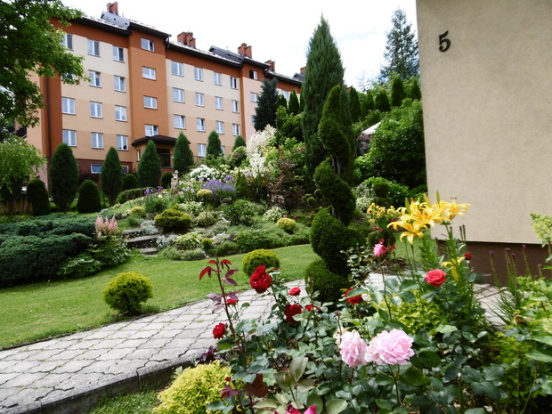 Widok na ogród i sąsiadów mieszkających w bloku od strony domu. Tuja w formie spirali dzieło moich rąk.