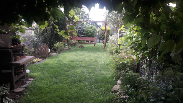 Widok spod winogronu