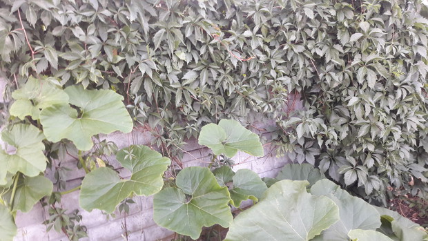 Winobluszcz pięciolistkowy i liście dyni