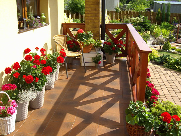 Wszystkie pelargonie z własnych sadzonek