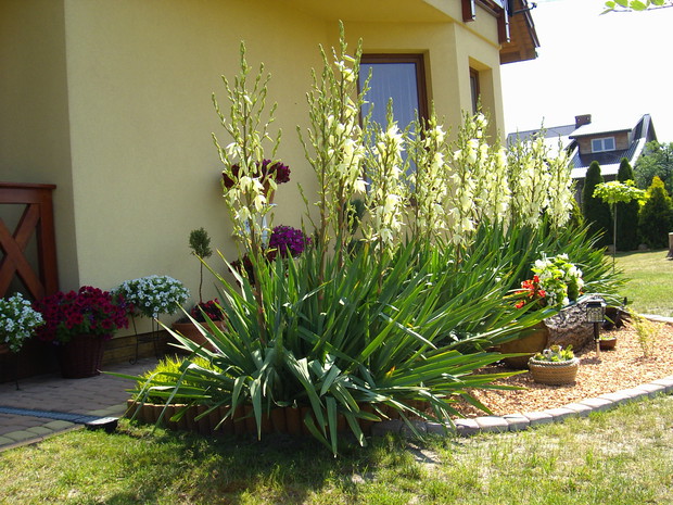 Z wydrążonego pnia powstała donica, a wokół niej mała rabata