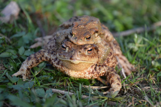 żabki w ogrodzie nad stawem:)