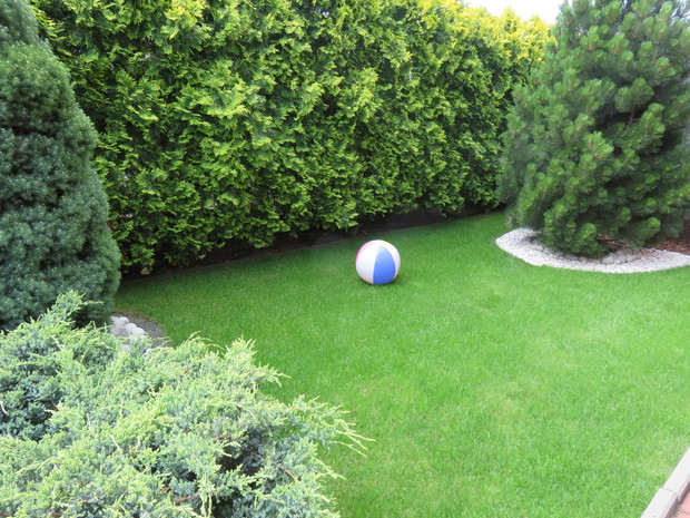 Zielony azyl to jedna z części naszego ogrodu,osłonięta iglakami, które osłaniają od wiatru. Jest to nasze ulubione  miejsce na opalanie i odpoczynek . To miejsce uwielbiają też wnuki,  gdzie mogą pograć w piłkę.