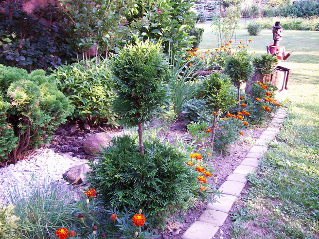 Alejka tuj i aksamitków!