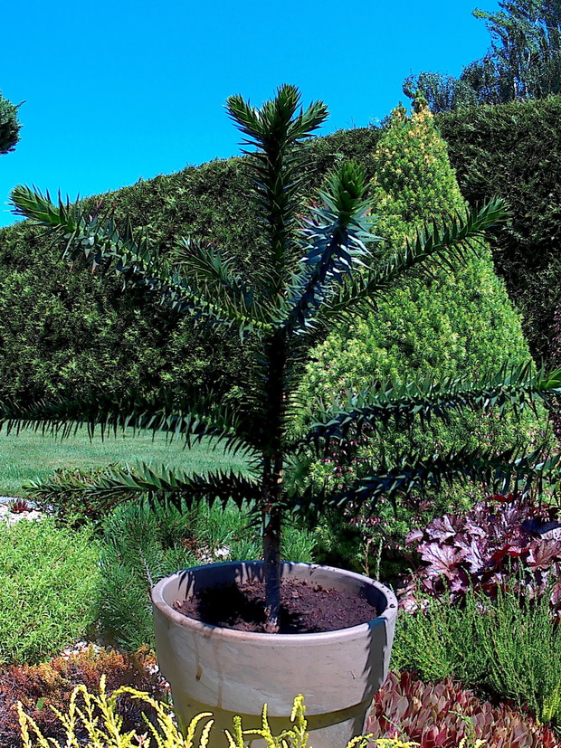 Areukaria,nasz młody nabytek.