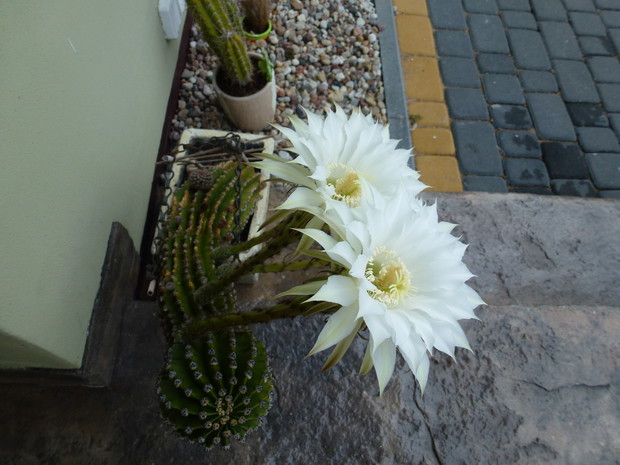 Bardzo piękne trąbkowe kwiaty kaktusa.