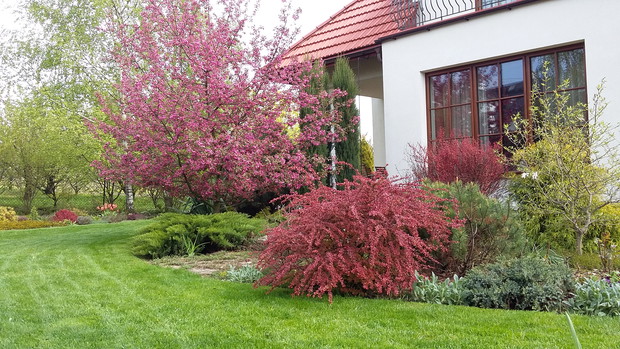 Berberysy „Red Carpet” i „Orange Rocket” stanowią bardzo mocny akcent kolorystyczny wiosennego ogrodu