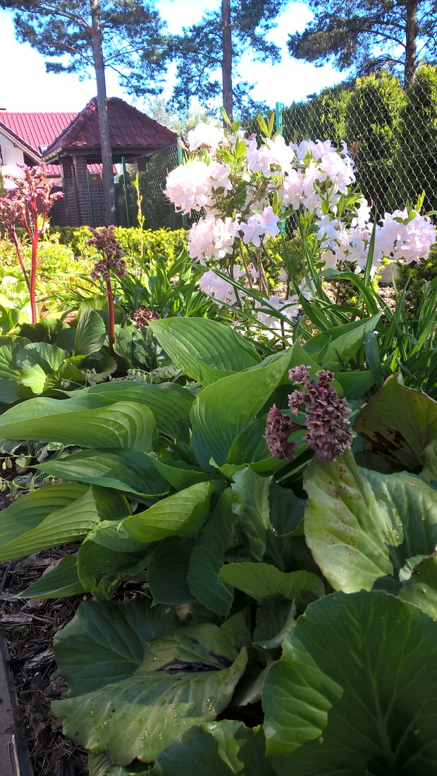 Bergenia i azalia na wiosnę