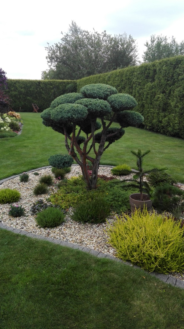 Bonsai uformowany z jałowca (dzieło moich rąk)