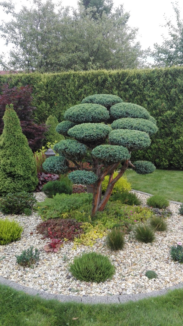 Bonsai uformowany z jałowca (dzieło moich rąk)