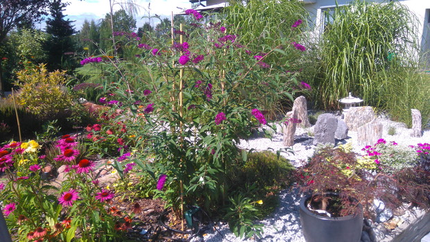 Budleja Dawida góruje nad miododajną rabatą