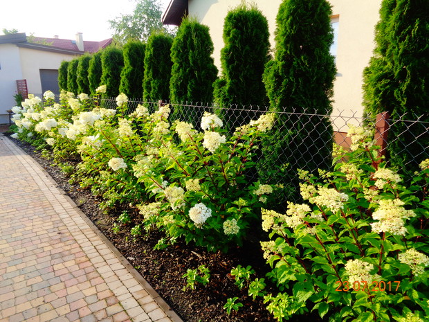 c.d. szpaleru z hortensji