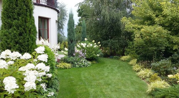 Cieniste rabaty z północno – zachodniej strony domu to świetne miejsce dla hortensji