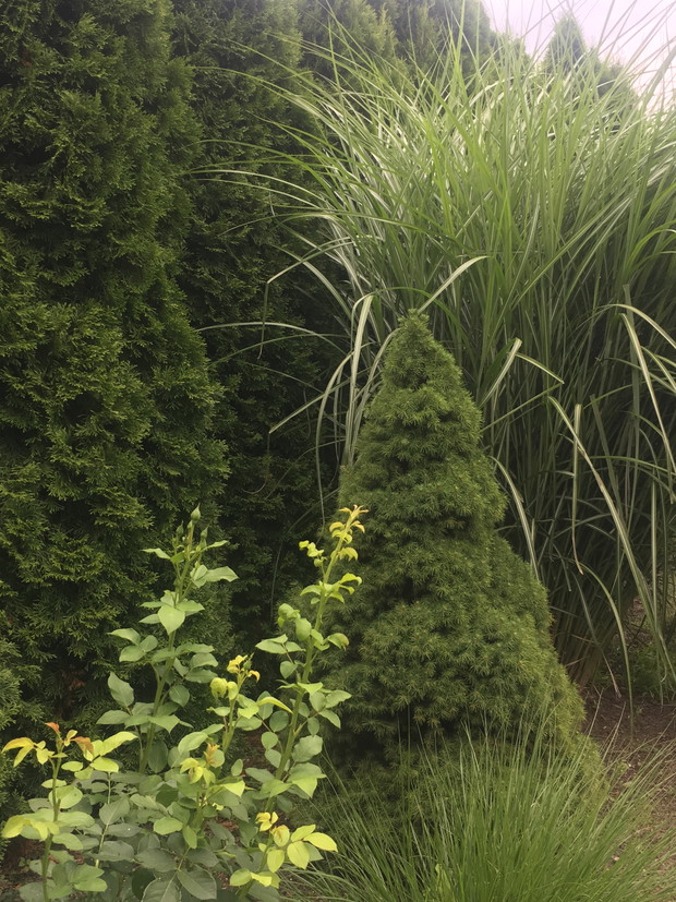 conika na tle przeogromnej trawy pompasowej, jeszcze nie kwitnie ale właśnie taką lubię ją najbardziej