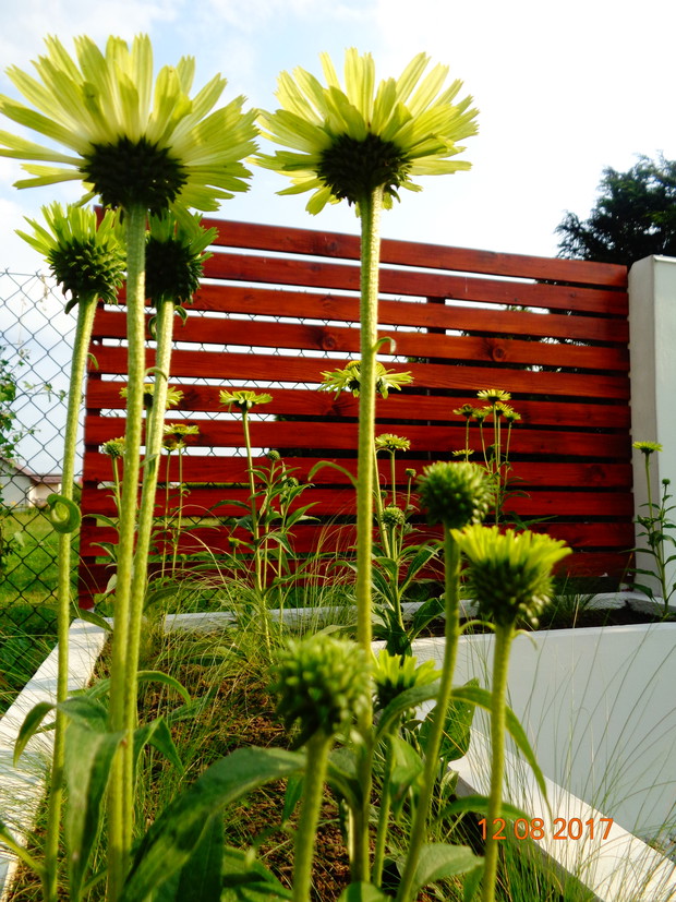 cudne jeżówki Green Jewel przy placyku wypoczynkowym