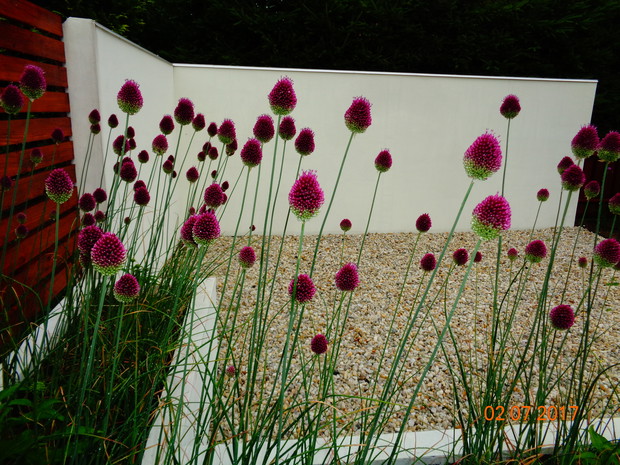 czosnek główkowaty w donicy betonowej przy placyku wypoczynkowym