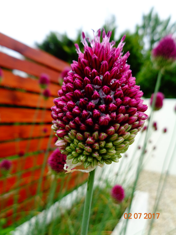 czosnek główkowaty