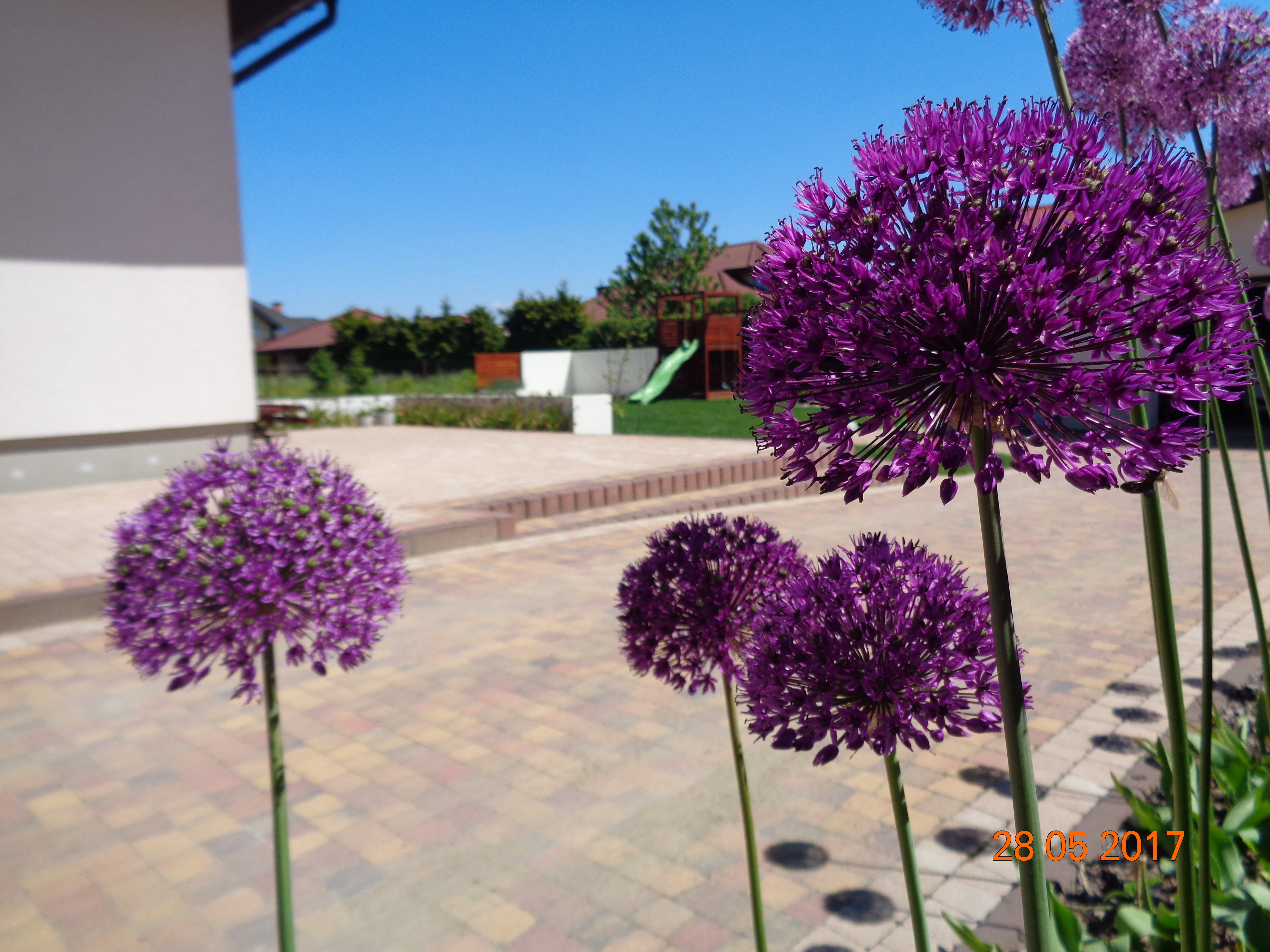 czosnek purpl sensation z ogrodem w tle