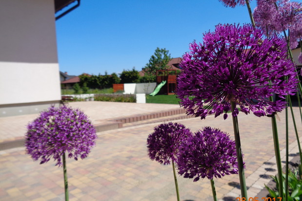 czosnek purpl sensation z ogrodem w tle