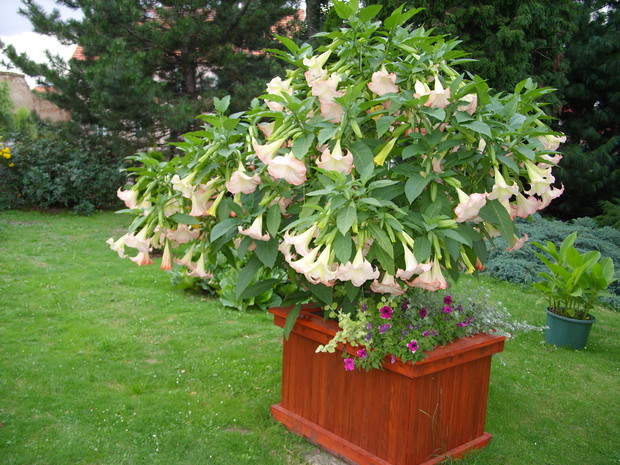 Datura