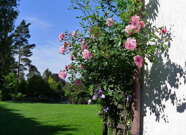 Dobrana para. Ona, róża,  dojrzała dama, on, powojnik młodzieniaszek. Przytuleni i spleceni, podobno bardzo do siebie pasują.