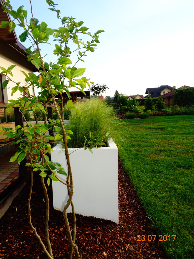 donicaprzy tarasie wypełniona stipą