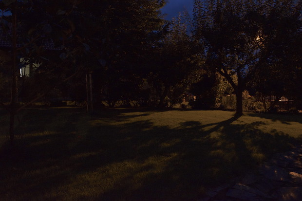 Drzew pilnuje w sadzie, pod jabłonką śpi,