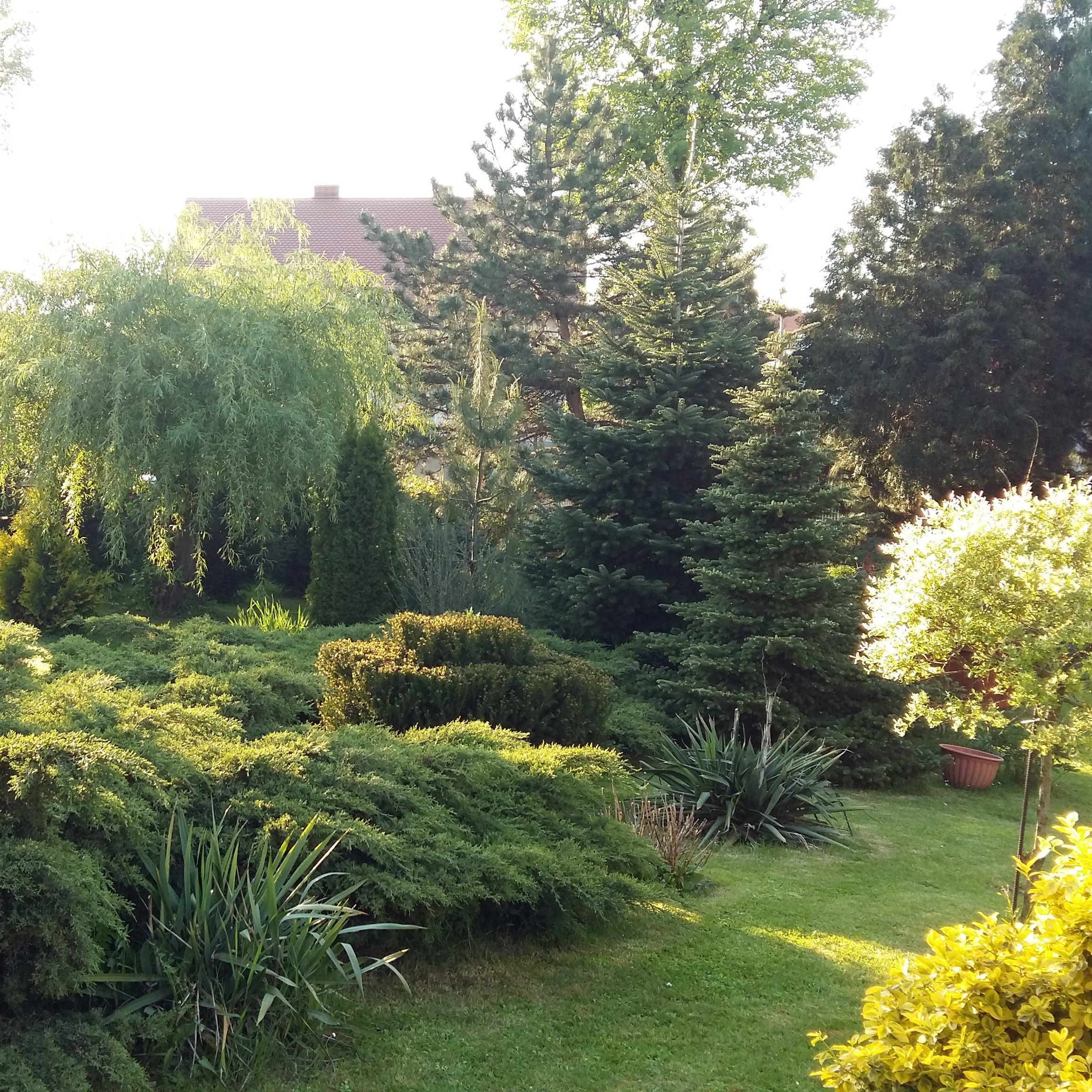 Drzewa liściaste i iglaste