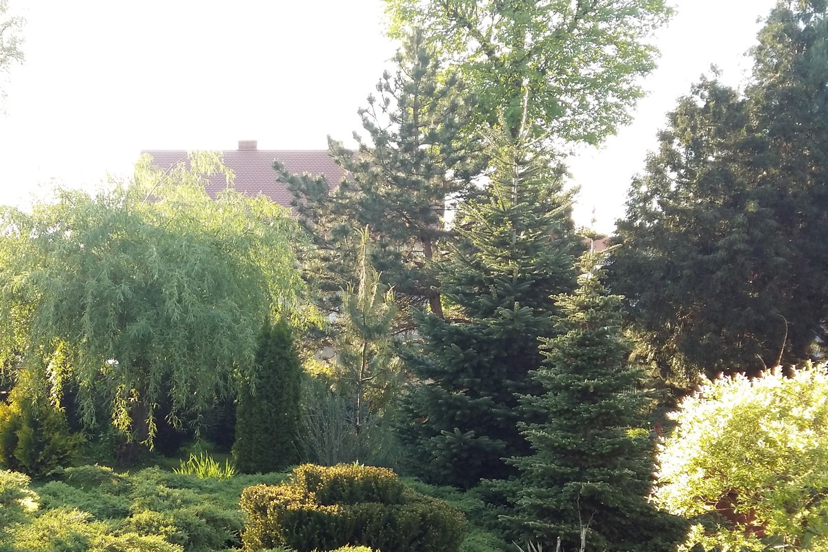 Drzewa liściaste i iglaste