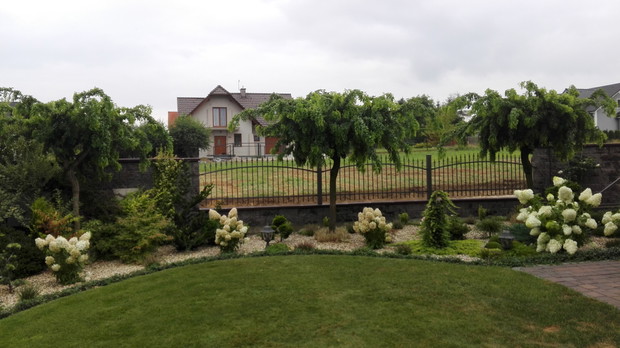 Drzewa robinie akacjowe w otoczeniu hortensji i innych krzewów.