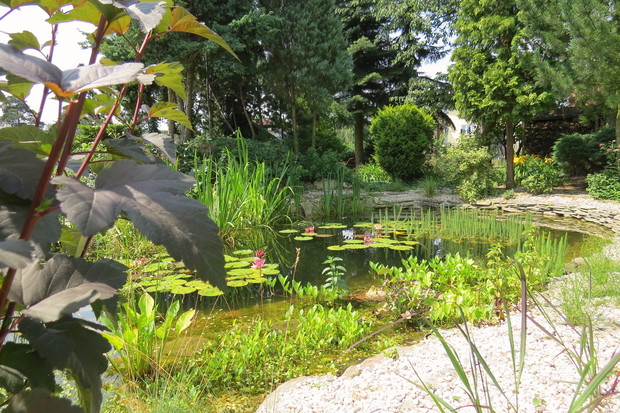 Dwadzieścia metrów sześciennych wody, dziesiątki roślin i setki żyjątek wiodących tajemniczy, podwodny żywot. Miniaturowy ekosystem, wymagający najwięcej pracy element ogrodu. Ale woda zawsze fascynuje.