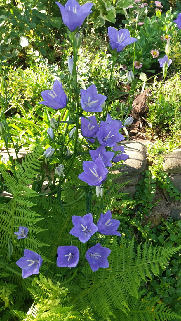 Dzwonek brzoskwiniolistny 