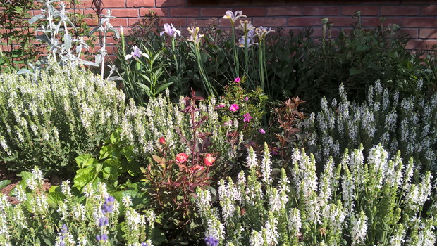 Ekspansywna szałwia.