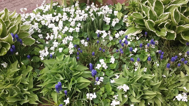  FIOŁKI , IRYSKI ,FUNKIE A ZA CHILE POMIĘDZY  NIMI POKAŻĄ SWOJE PIĘKNO BIAŁO LILIE,O SŁODKIM ZAPACHU ! COŚ DLA OKA I  NOSA-WIDOK I ZAPACH .CUDO !