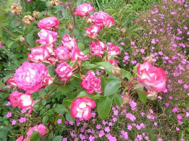 Goździk kropkowany i róże to zgrany duet. 