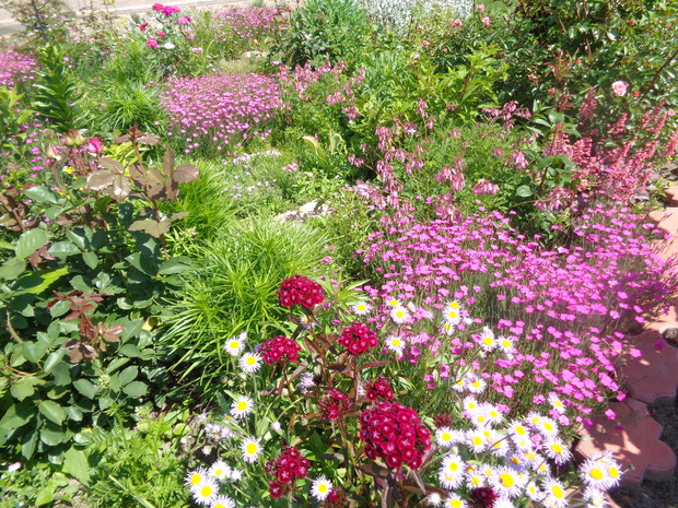 Goździki brodate roztaczają cudny aromat i pięknie wpisują się w sielski charakter ogrodu. 