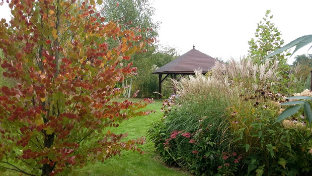 Grujecznik „Rotfuchs” najpiękniej wygląda jesienią