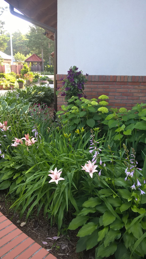 Hortensja Anabel powoli rozkwita.