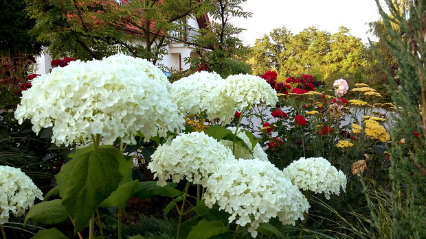 Hortensja „Annabelle” w towarzystwie róży „Tornado” i krwawnika „Terracotta”