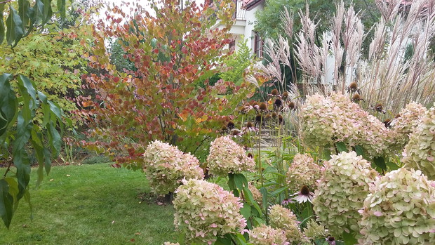 Hortensja bukietowa „Limelight” i miskant chiński „Ferner Osten” w końcu września