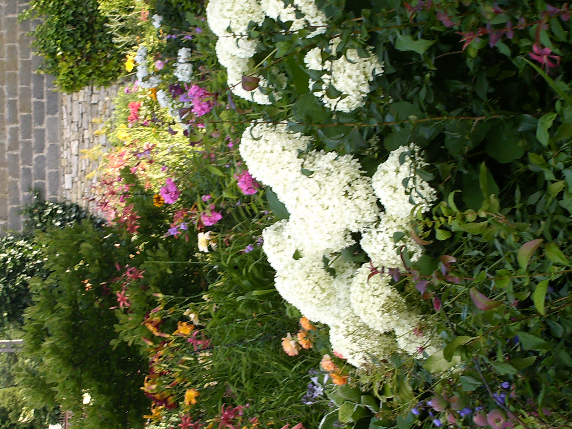 Hortensja która pod cięzarem kwiatów się przechyla