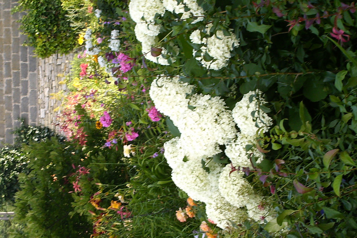 Hortensja która pod cięzarem kwiatów się przechyla