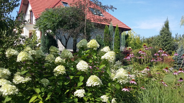 Hortensja „Limelight”