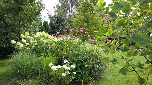 Hortensje, jeżówki i trawy na rabacie wyspowej