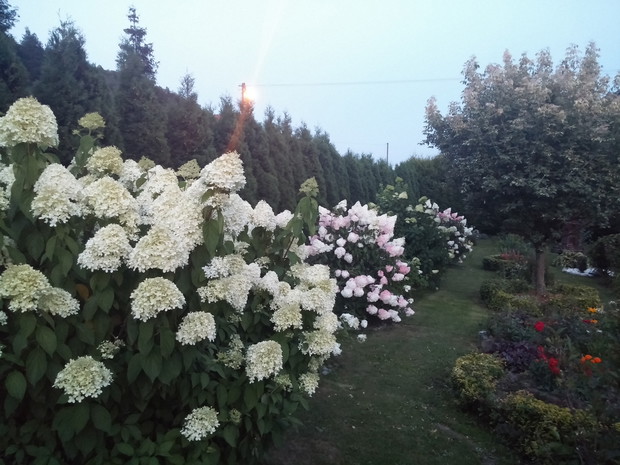 Hortensje krzewiaste